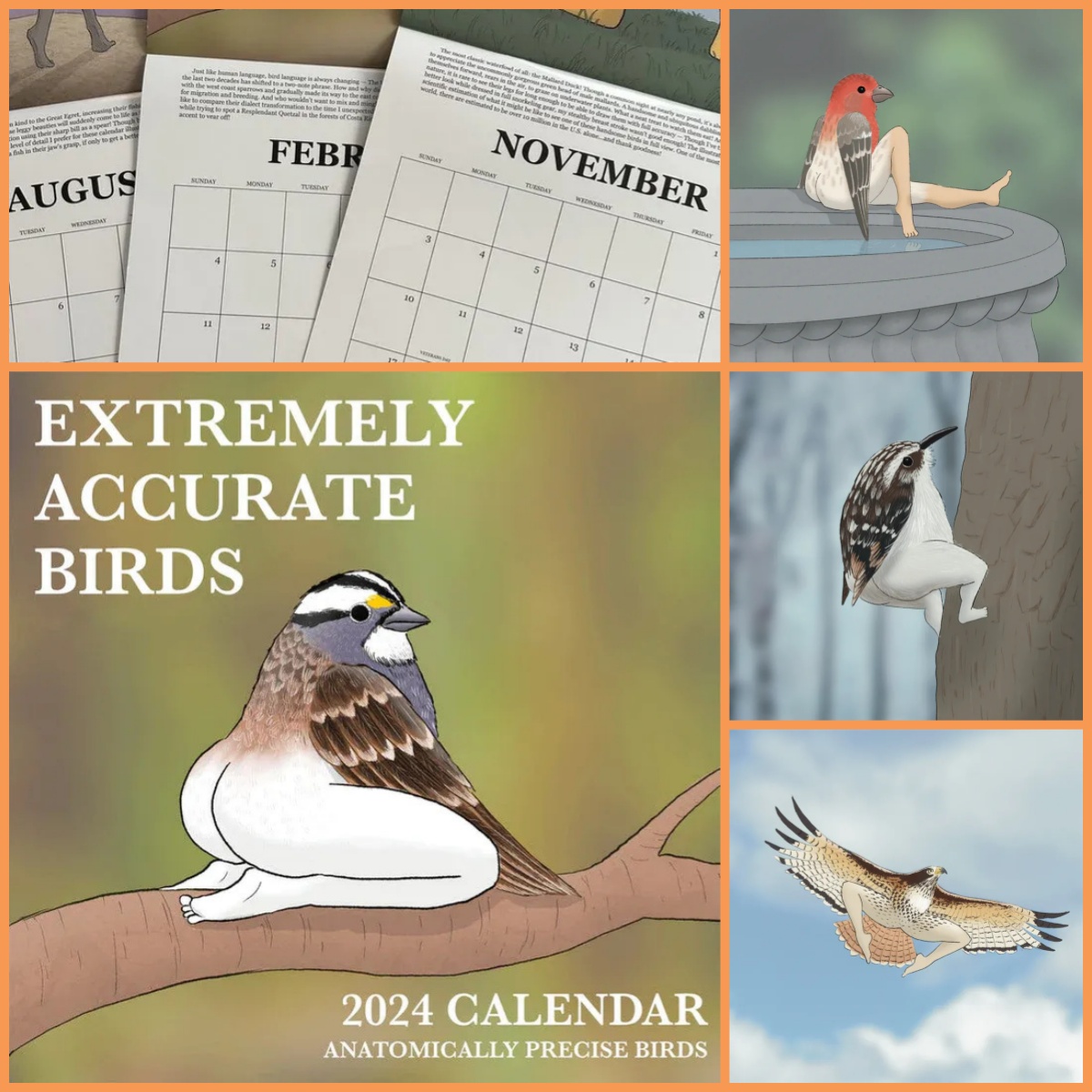 2024-extremely-accurate-birds-calendar-decorative-wall-monthly-calendar-for-bird-lovers-room
